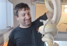 La insólita historia del rey de las serpientes ilegales de Villa Urquiza