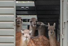 Liberaron en Chaco guanacos nacidos en Santa Cruz: la especie regresó al Impenetrable luego de 110 años
