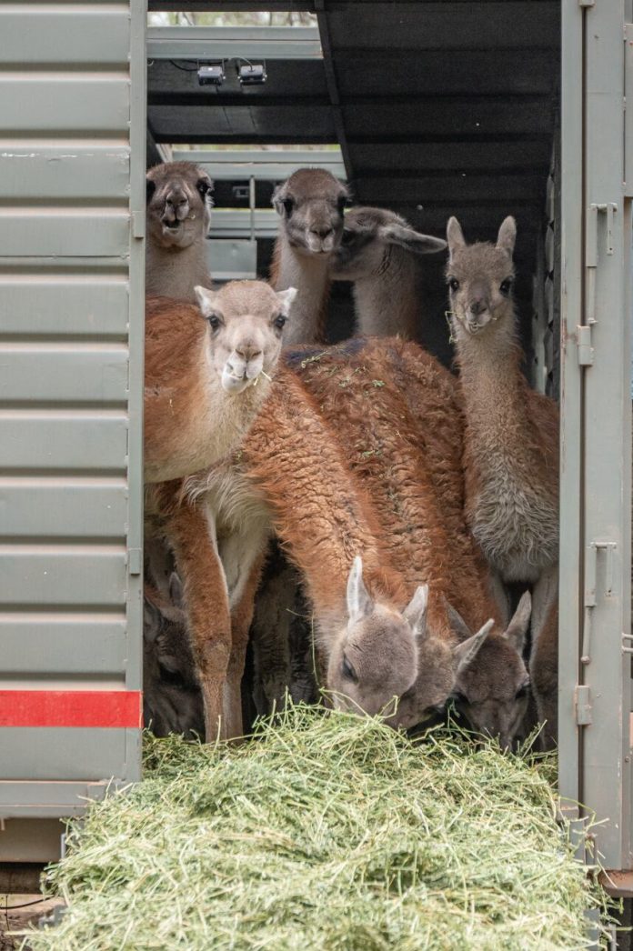 Liberaron en Chaco guanacos nacidos en Santa Cruz: la especie regresó al Impenetrable luego de 110 años