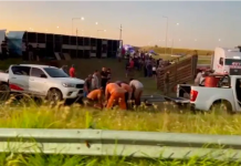 Santa Fe: un camión que cargaba vacas volcó y los vecinos intentaron faenar a los animales