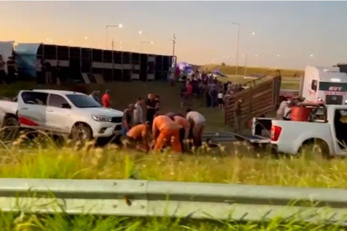 Santa Fe: un camión que cargaba vacas volcó y los vecinos intentaron faenar a los animales