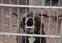 Santiago del Estero: un hombre fue atacado por su perro Pitbull, que murió asfixiado tras ser amordazado por vecinos