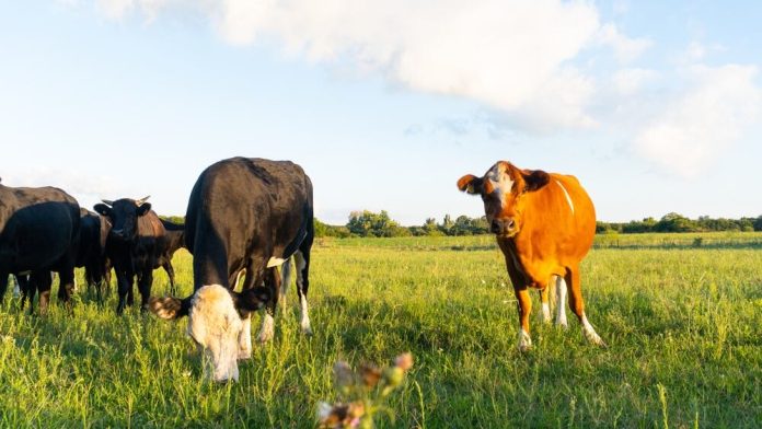 Un productor rural de Santa Fe denunció la desaparición de más de 100 vacas valuadas en $145 millones