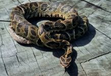 Alerta en Entre Ríos: en 2025 aumentaron un 75% las mordeduras de serpientes yarará a personas