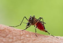 Confirmaron los primeros casos de dengue y chikungunya en Córdoba