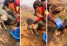 El conmovedor rescate de un perro encadenado en medio del incendio forestal de Puerto Patriada