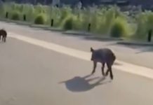 En medio de la polémica por el traslado de carpinchos, aparecieron chanchos salvajes sueltos en Nordelta