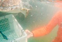 Liberaron en Mar del Plata a Ramona, una tortuga marina que había sido rescatada en el Río de la Plata