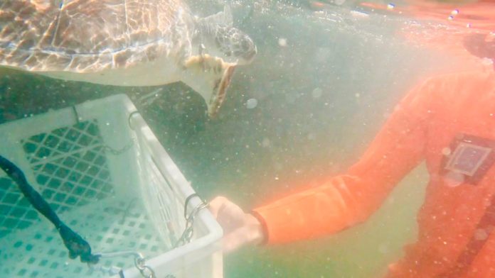 Liberaron en Mar del Plata a Ramona, una tortuga marina que había sido rescatada en el Río de la Plata