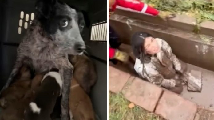 Mendoza: una joven se metió en una acequia llena de barro y rescató a ocho perros