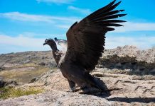 Rescataron en Córdoba a un ejemplar de cóndor andino