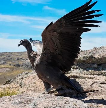 Rescataron en Córdoba a un ejemplar de cóndor andino
