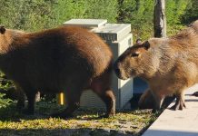 Un operativo de captura y traslado de carpinchos en Nordelta generó una polémica entre vecinos