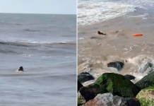 Video: el dramático rescate de un pescador arrastrado por la corriente en Las Toninas