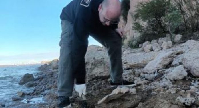 Encontraron restos fósiles de una megafauna extinta que habitó Santa Fe hace más de 10 mil años