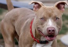 Imputaron a dos hermanos por matar a puñaladas a un pitbull en El Bolsón