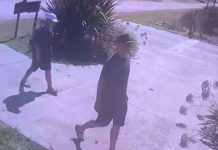 Mar del Plata: querían desvalijarle la casa por segunda vez en seis meses y sus perros espantaron a los ladrones