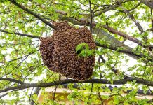 Otro hombre fue atacado por un enjambre de abejas en Santa Fe y se encuentra en estado delicado