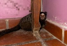 Rescataron al “Punch cordobés”: un mono tití estaba fuera de su hábitat y lo encontraron en una casa