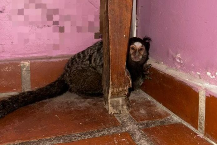 Rescataron al “Punch cordobés”: un mono tití estaba fuera de su hábitat y lo encontraron en una casa