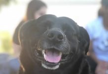 Santa Fe: un pitbull mató a un perro adoptado por estudiantes universitarios y el dueño deberá pagar una multa millonaria