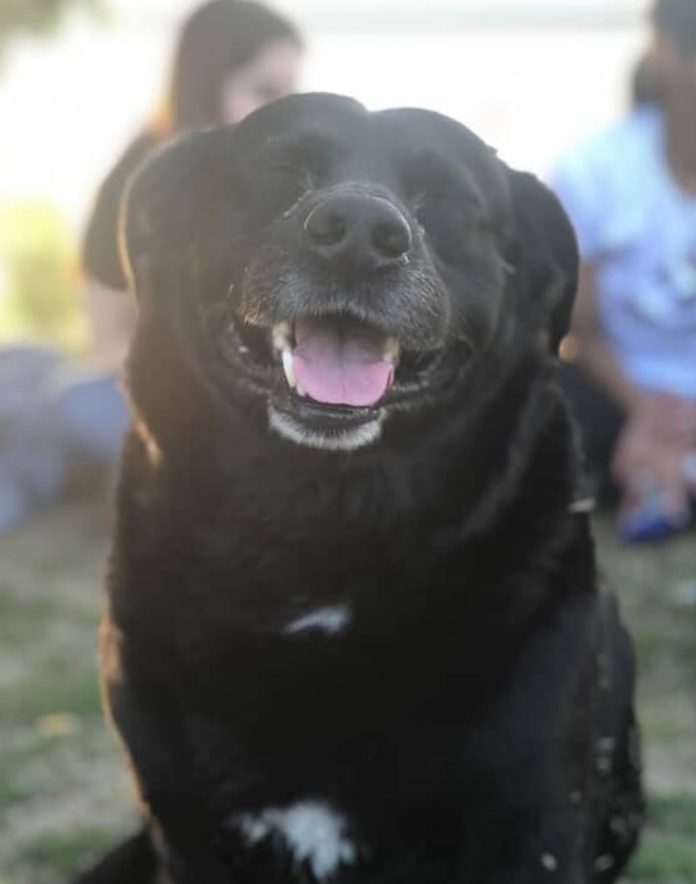 Santa Fe: un pitbull mató a un perro adoptado por estudiantes universitarios y el dueño deberá pagar una multa millonaria