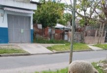 “Tenemos tres bebés preguntando por su mascota”: una familia denunció que le robaron una oveja en Lomas de Zamora