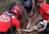 Tras un amplio operativo, rescataron a un caballo que cayó en un pozo ciego de tres metros de profundidad en Córdoba