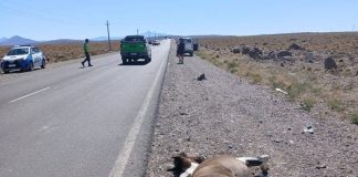 Turistas chilenos atropellaron y mataron a un caballo en una ruta de Neuquén: escaparon y no se sabe nada de ellos