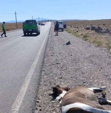 Turistas chilenos atropellaron y mataron a un caballo en una ruta de Neuquén: escaparon y no se sabe nada de ellos