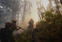 Un abogado ambientalista alertó sobre la urgencia de tipificar el ecocidio: “La justicia no puede mirar para otro lado”
