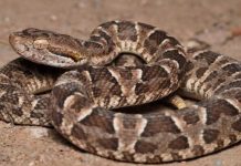 Un niño de 9 años fue mordido por una yarará y tuvo que ser hospitalizado en Córdoba