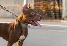 Un pitbull atacó a un nene de dos años en Santa Fe