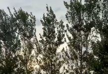 Una centella mató a decenas de vacas lecheras durante una tormenta en Córdoba