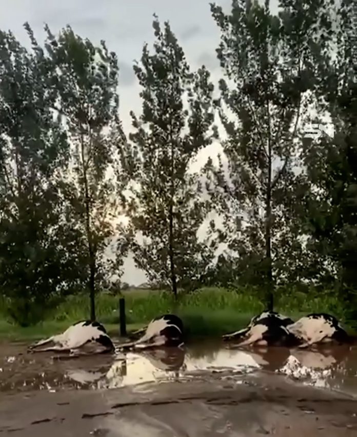 Una centella mató a decenas de vacas lecheras durante una tormenta en Córdoba