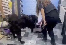 Una ciudadana boliviana con domicilio en Chile cayó en la terminal de Liniers con dos kilos de cocaína: iba a Jujuy