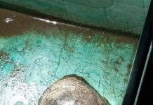 Descubrieron un cráneo en una playa de Berisso y los especialistas trabajan en identificar los restos