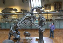 Histórico hallazgo en Santa Clara del Mar: dos turistas encontraron un fémur de un perezoso gigante, el mejor conservado hasta la fecha