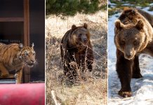 Las nuevas vidas que Gordo, Florencia y Flora iniciaron en santuarios europeos tras el rescate del ex zoológico de Luján