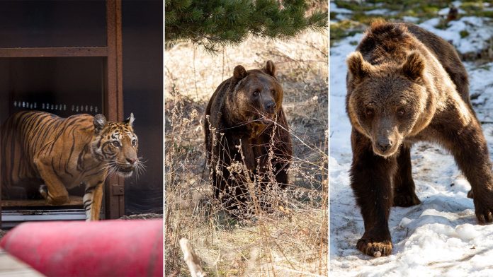 Las nuevas vidas que Gordo, Florencia y Flora iniciaron en santuarios europeos tras el rescate del ex zoológico de Luján