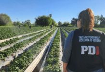 Pidieron 8 años de prisión para el productor acusado de trata y explotación en un campo de frutillas de Santa Fe