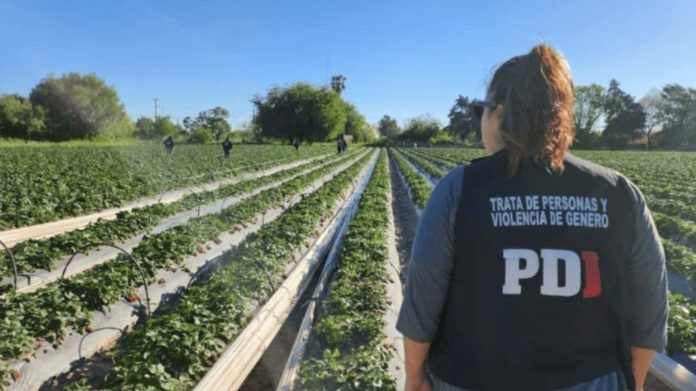 Pidieron 8 años de prisión para el productor acusado de trata y explotación en un campo de frutillas de Santa Fe