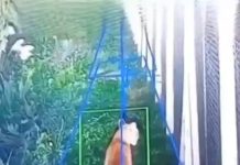 Preocupación en un barrio privado de Hudson por la aparición de un puma: desplegaron un operativo para atraparlo