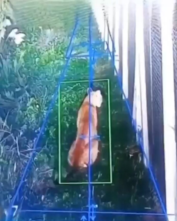 Preocupación en un barrio privado de Hudson por la aparición de un puma: desplegaron un operativo para atraparlo