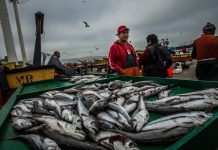 Prohibieron hasta fines del mes de junio la pesca de la merluza