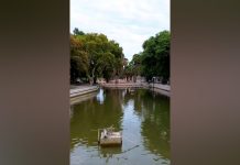 Una mudanza “de película”: vaciaron un lago y trasladaron más de 1000 peces en San Juan