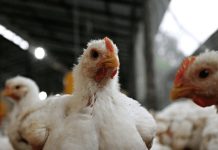 Volvieron a detectar nuevos casos de influenza aviar en Río Negro y Córdoba: cómo prevenir el contagio