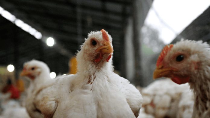 Volvieron a detectar nuevos casos de influenza aviar en Río Negro y Córdoba: cómo prevenir el contagio