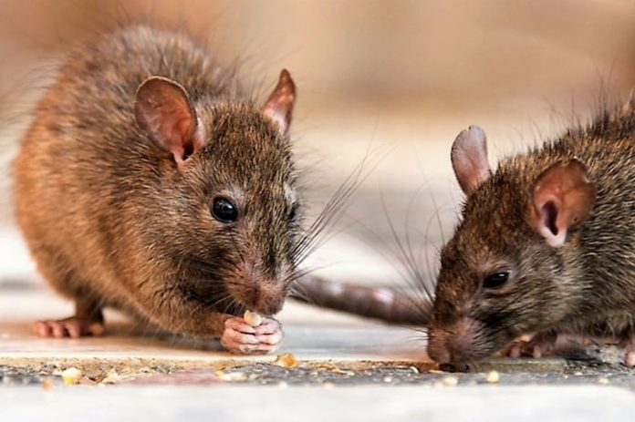 Alerta por leptospirosis en Córdoba: falleció un trabajador de 39 años y refuerzan las medidas sanitarias