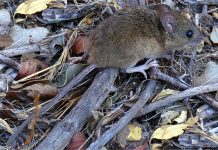 Falleció una adolescente por hantavirus en Chubut